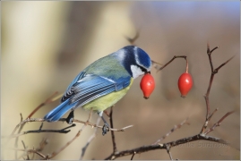 <p>SÝKORA MODŘINKA (Cyanistes caeruleus) /Eurasian blue tit - Blaumeise/</p>